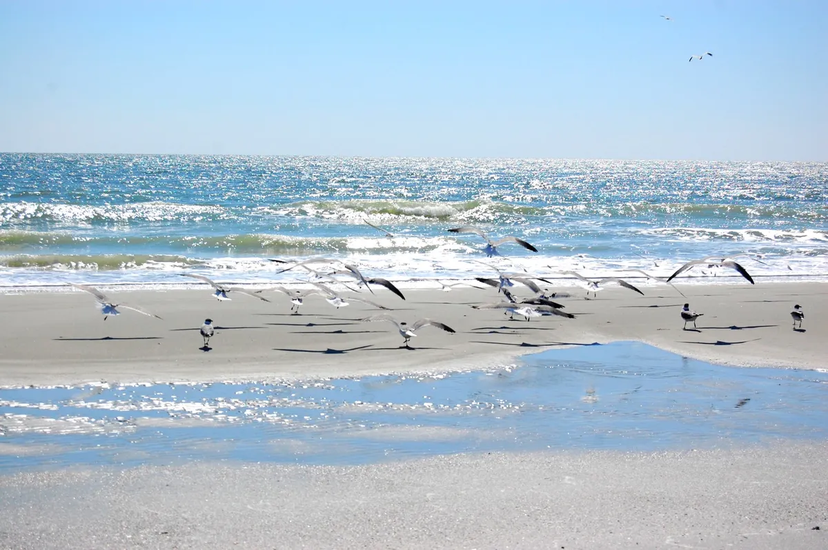 A serene stretch of beach with gentle waves lapping the wet sand, seagulls in flight, and an expansive view of the ocean, all bathed in warm sunset light.